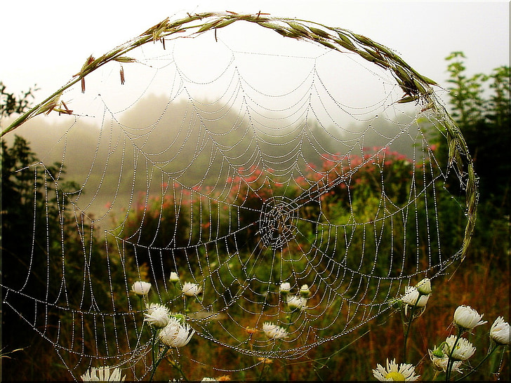 magla, raspoloženje spinnweben, jutarnje svjetlo tautropfen, paukovu mrežu, pauk, priroda, Rosa