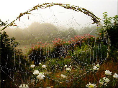 tåke, humør spinnweben, morgenen lys tautropfen, edderkoppnett, edderkopp, natur, dugg