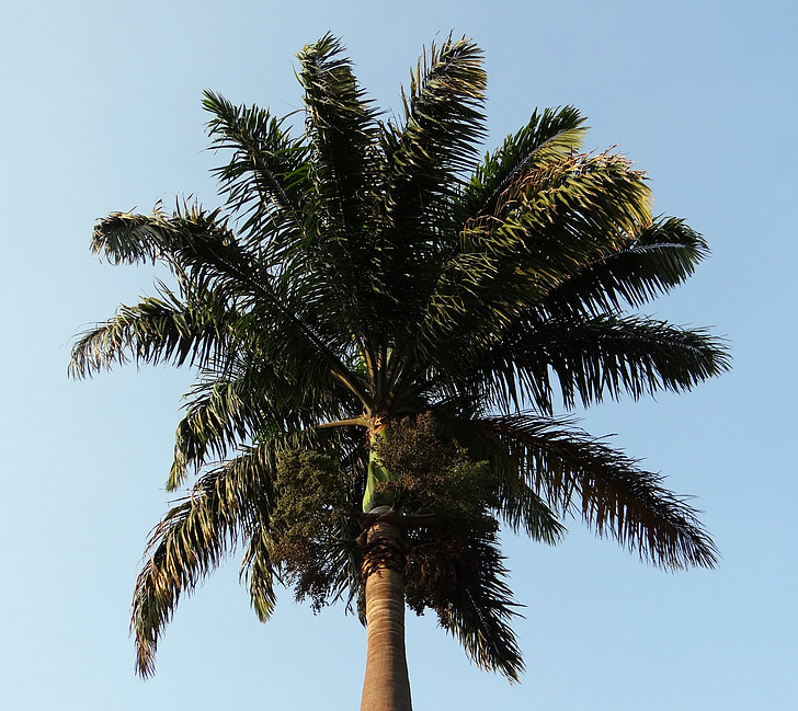 Royal palm, Palm, Roystonea regia, Arecaceae, träd, kittur, Belgaum