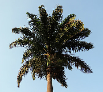 Royal palm, Palm, roystonea regia, arekovité, strom, kittur, Belgaum
