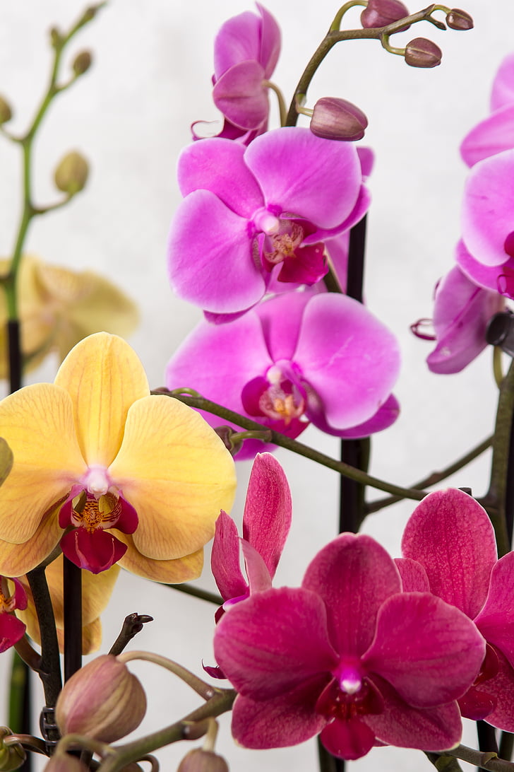 orkidéer, Phalaenopsis, Butterfly orchid, Tropical, Rosa, Blossom, Bloom