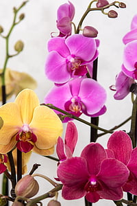 orkidéer, Phalaenopsis, Butterfly orchid, Tropical, Rosa, Blossom, Bloom