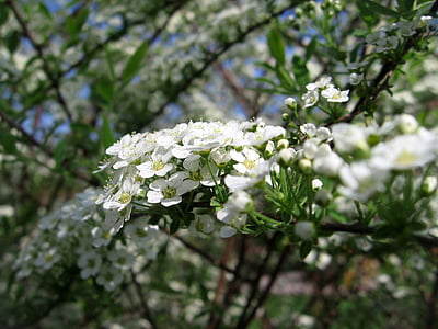 fleurs, blanc, branches, arbuste, jardin, chez les fleurs fleurissent, nature