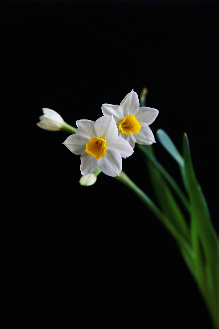 Narcissus, putih, tahun baru Cina