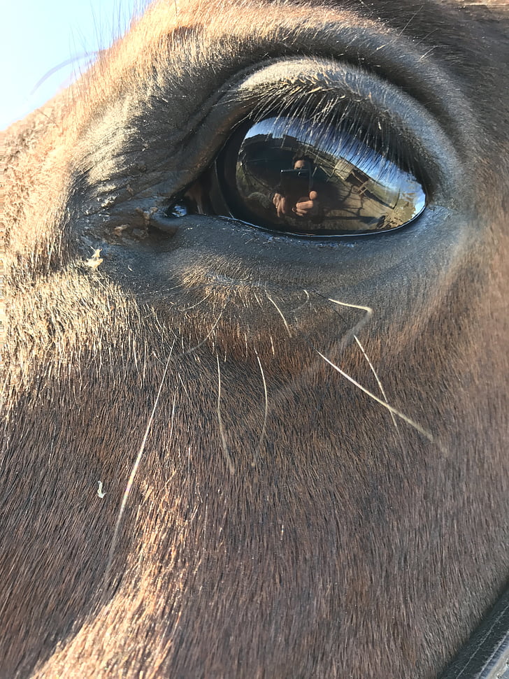 häst, Horse eye, huvud, naturen, djur, öga, brun