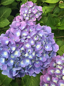 Hortenzija, Gamta, gėlė, violetinė gėlė
