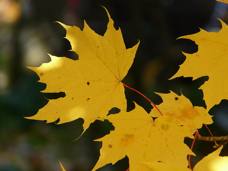 leaf, leaves, autumn, back light, colorful, color, maple