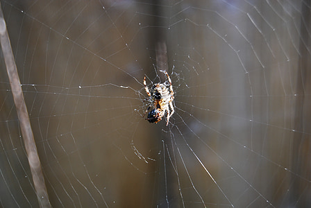 laba-laba, jaring laba-laba, serangga, arakhnida