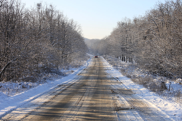 chlad, Les, cesta, sníh, zasněžené, stromy, bílá