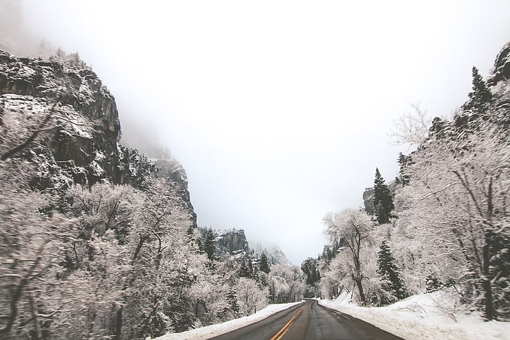 besneeuwde, langs de weg, foto, overdag, sneeuw, boom, bomen