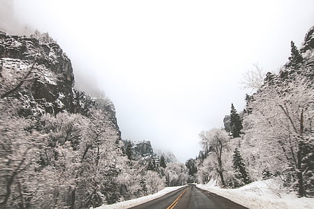 verschneite, am Straßenrand, Foto, tagsüber, Schnee, Baum, Bäume
