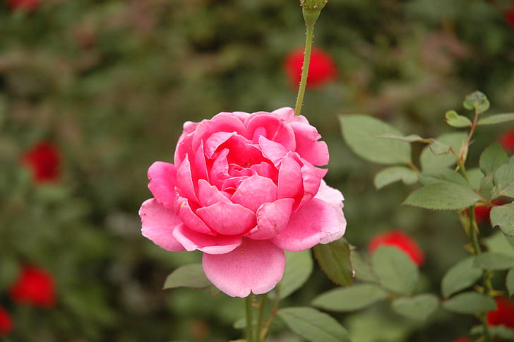 květinové, závod, přírodní, květ, Bloom, okvětní lístek, Botanická