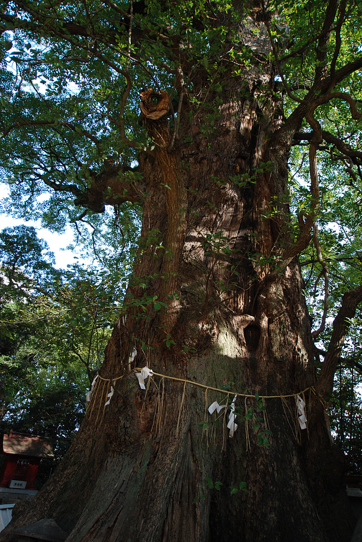 trä, kamfer träd, heliga träd, altare, Ichinomiya altare, religion, Shinto