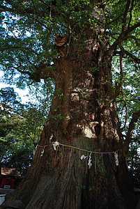 dřevo, kafrový strom, posvátný strom, svatyně, Ichinomiya svatyně, náboženství, šintoismus