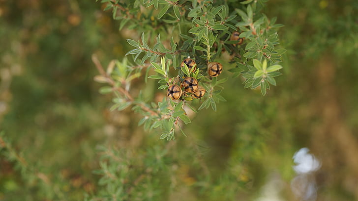 Tea tree, Leptospermum scoparium, Manuka, Nya Zeeland, Manuka, Leptospermum, naturen