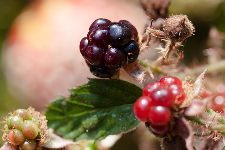 brombær, Rubus sectio rubus, wildwachsend, slægten, frugter, moden, umodne