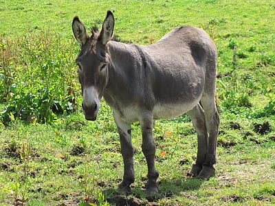 donkey, jackass, horse, horses, meadow, grass, green