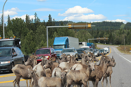 cabra de muntanya, obstacle, Jaspi, Alberta, Canadà, cabra, l'autopista