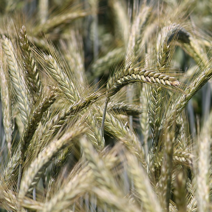 spike, cereals, cornfield, barley field, barley