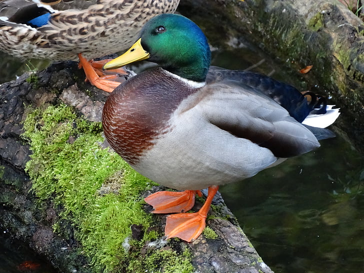 duck, mallard, tree trunk, water bird, animal world, plumage, color