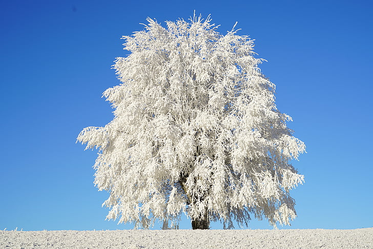 treet, hoarfrost, gren, avkjølt, krystall-formasjonen, snø, eiskristalle
