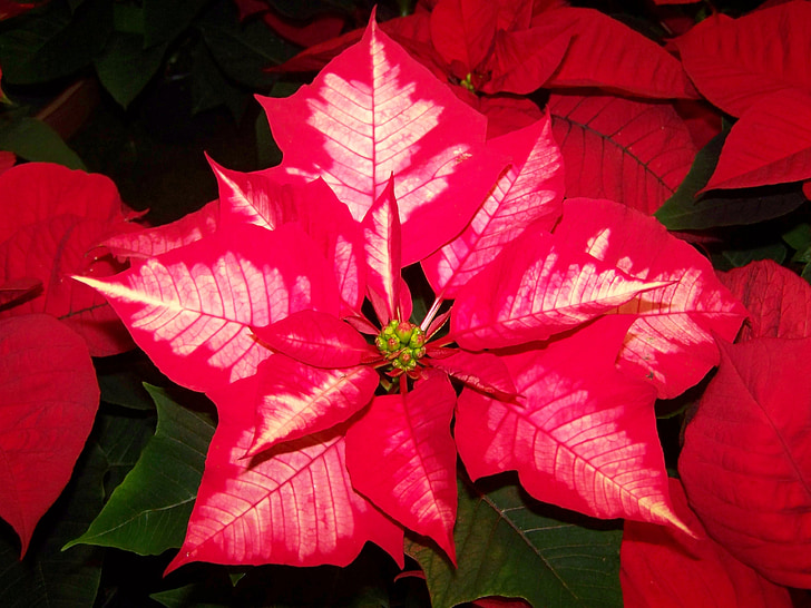 poinsettia, pink and white color version, potted plant