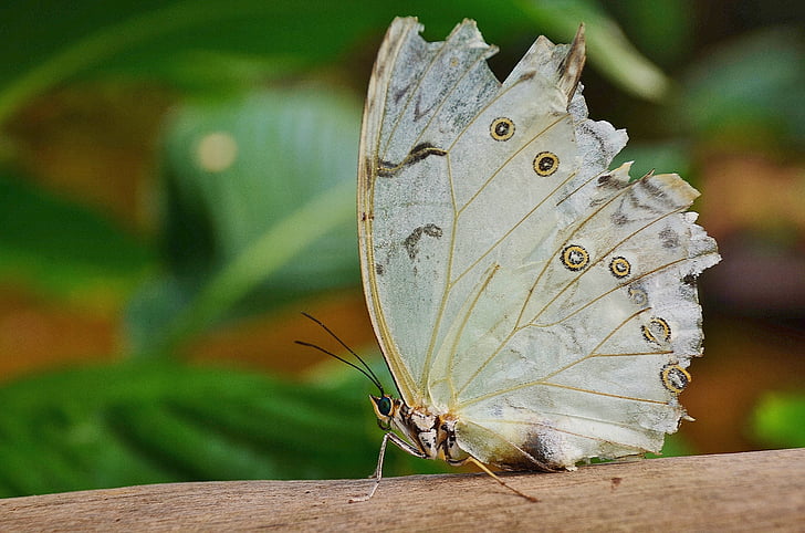 white, morpho, peleides, butterfly, butterflies, insect, nature
