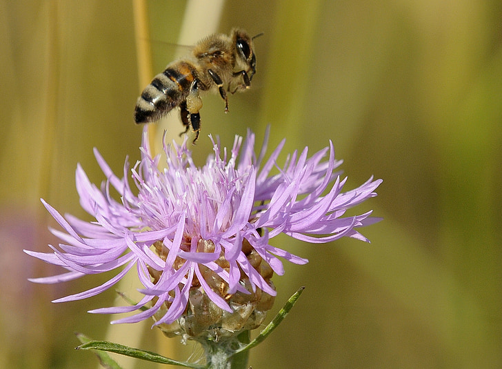 pčela, kukac, makronaredbe, cvijet, cvatu, ljubičasta, Životinjski svijet