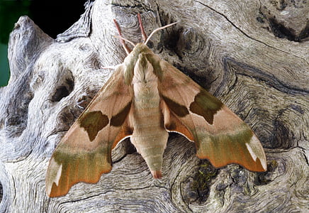 Moth, makro, Lepidoptera, Britská, Príroda, hmyzu, krídla