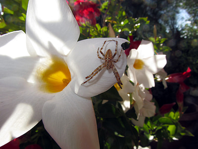 hvid trompet blomst, Blossom, Bloom, edderkop, Luk, arachnid, sommer