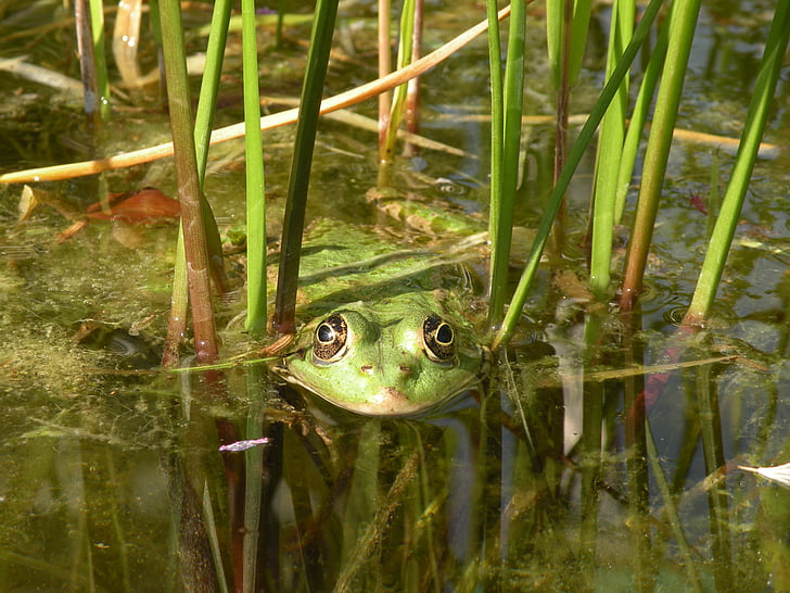 frog, green, nature, water, pond, amphibian