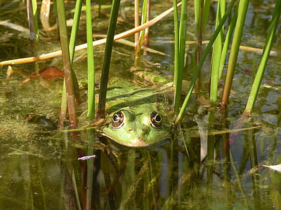 frosk, grønn, natur, vann, dammen, amfibier