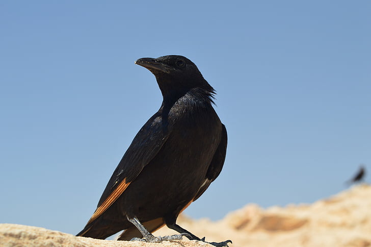 fågel, Israel, Masada