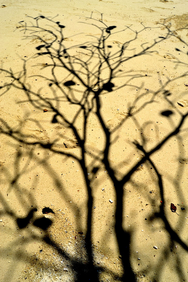 arbre, ombra, sorra