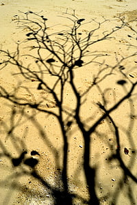 дърво, сянка, пясък