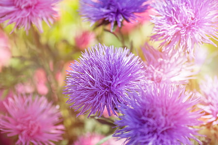 flor, flores, púrpura, rosa, violeta, jardín, naturaleza