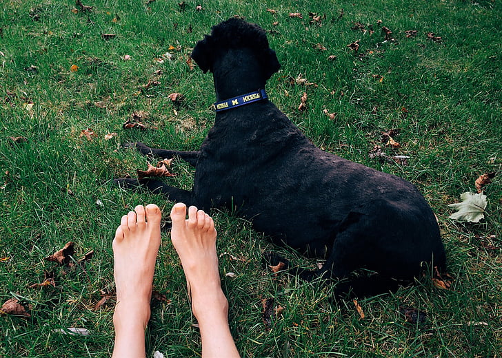 kutya, PET, őszi, Michigan, Michigan kutya
