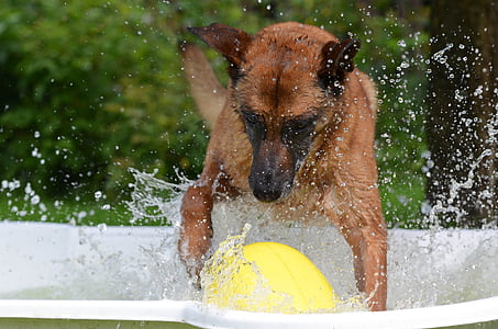 dog pool, dog swimming pool, malinois, crazy egg, dog plays, dog paddle, belgian shepherd dog