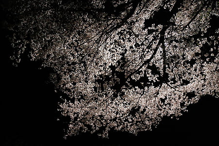 cherry blossom, spring, spring flowers, sakura, blossom, white, flower tree