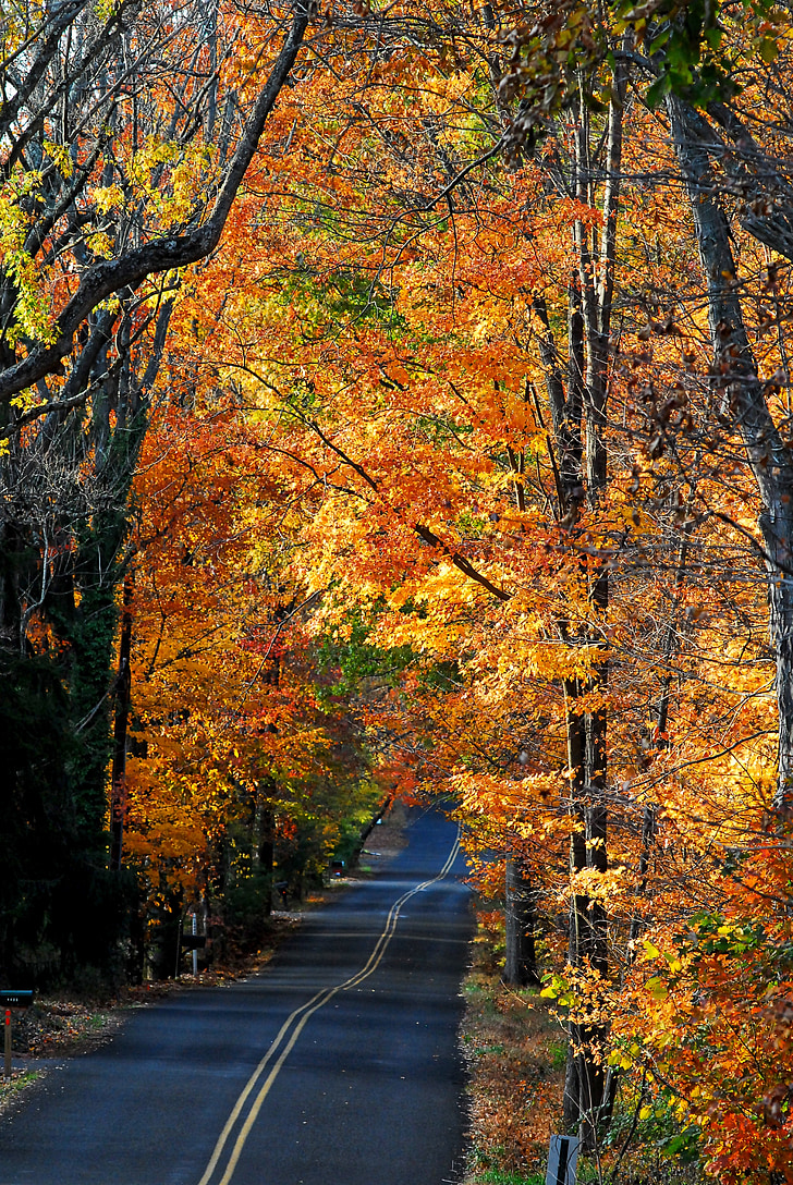 landsväg, hösten, faller, landskap, landsbygdens, Utomhus, natursköna