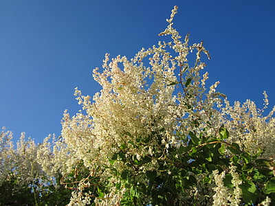 Fallopia baldschuanica, Venäjän viiniköynnöksen, Bukhara fleeceflower, Kiinan fleecevine, Mile minuutin, hopeinen nauha viiniköynnöksen, kasvitieteen