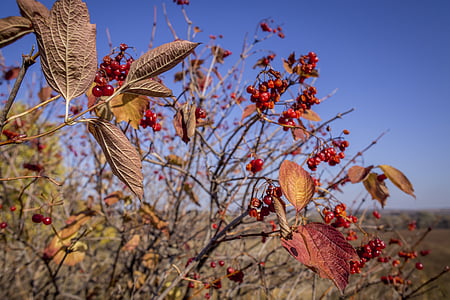 Bush, strom, listy, Berry, červená, obloha, podzim