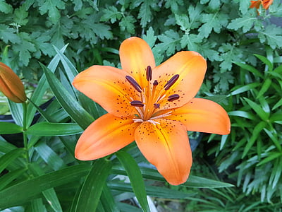 cluster, Lily, celui d’orange