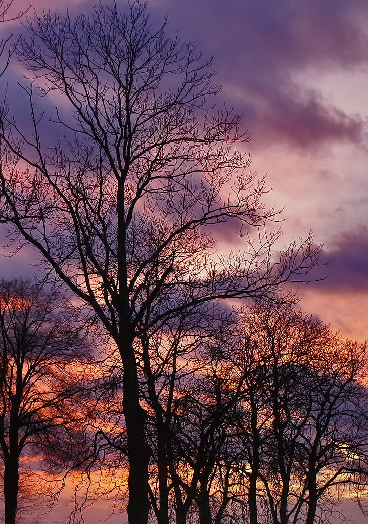 tree, konary, sunset, sky, trunk, nature, branches