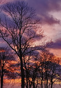 träd, Riddarslottet, solnedgång, Sky, trunk, naturen, grenar