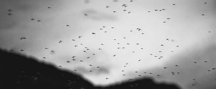 ptice, nebo, ki plujejo pod, bugs, žuželke, padec, okno