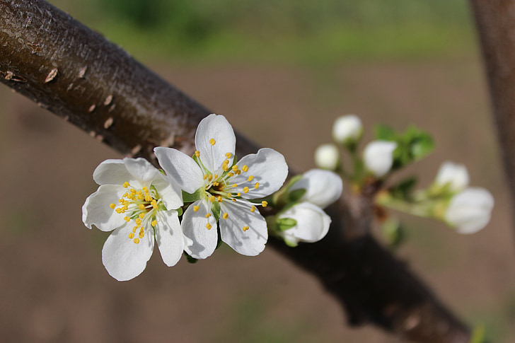 gėlės, obuolių žiedų, pavasarį, Žydintys medžiai, žydinčių medžių, obuolių gėlė, balta