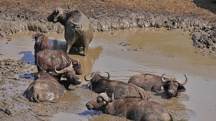 Južná Afrika, stáda byvolov, zvieratá, Hluhluwe, Národný park, plávať