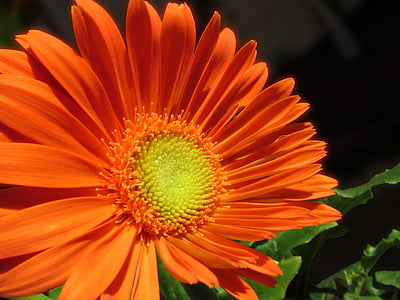 Orange, Daisy, Gerbera, Sommer, Blume, Blütenblatt, gelb