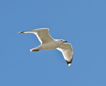seagull, bird, nature, gull, sea, wildlife, feather